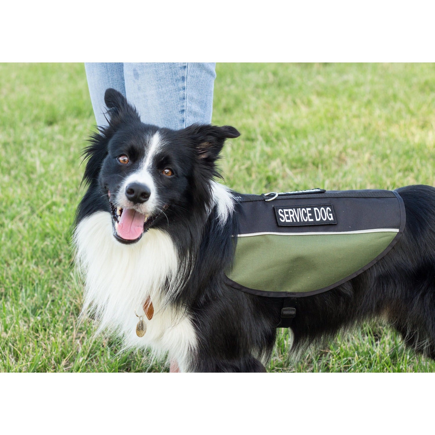 black white dog wearing service dog vest