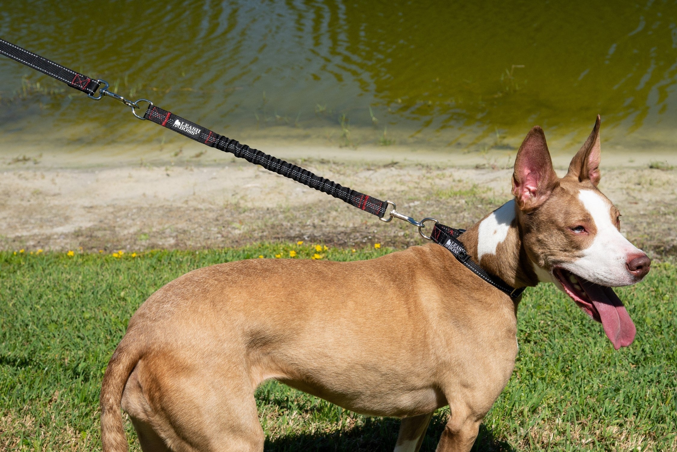 Medium dog with Leashboss shock adbsorbing leash extender.