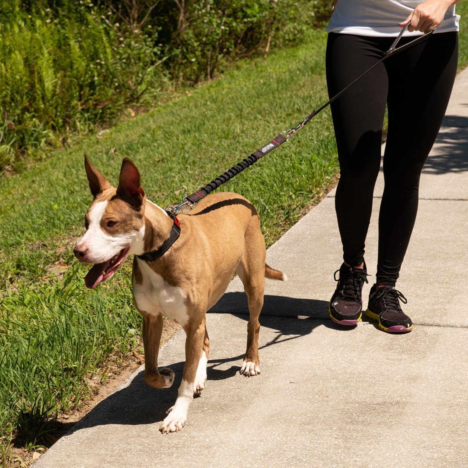 Shock absorbing bungee leash extender for walking dogs.