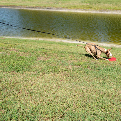 Shock absorbing leash extender for long leashes and play.