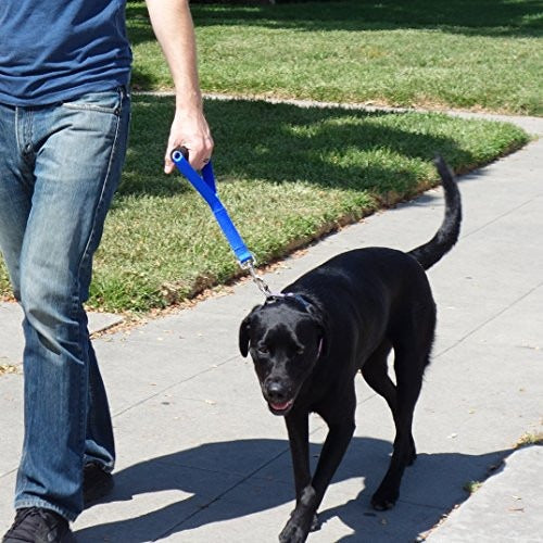 walking dog on short dog leash