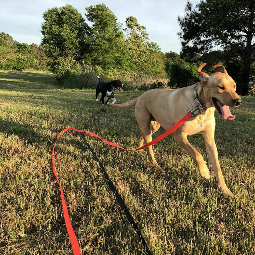 Dog on long trainer leashes