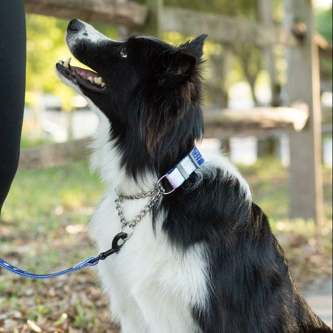 Chain Martingale Dog Collar