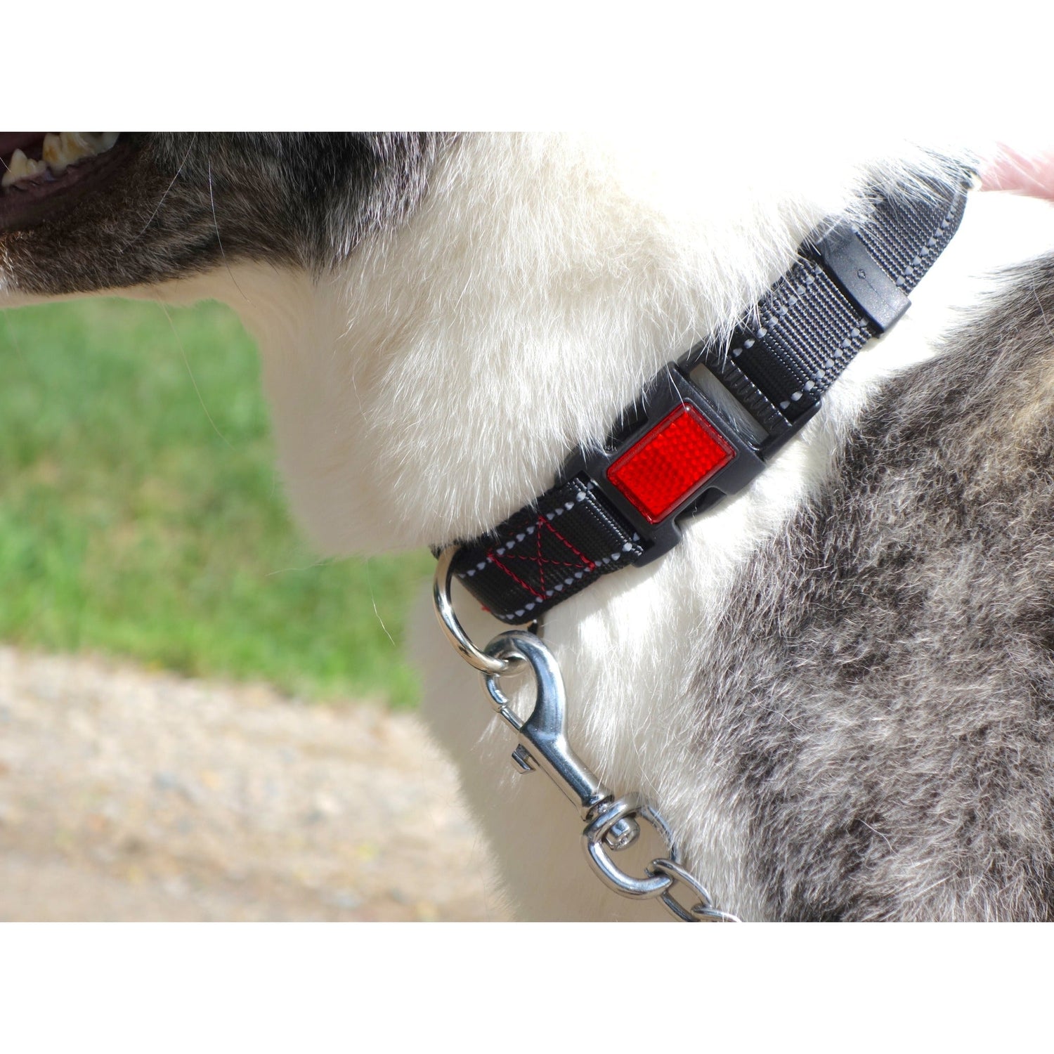 Reflective Dog Collar with Reflector Buckle