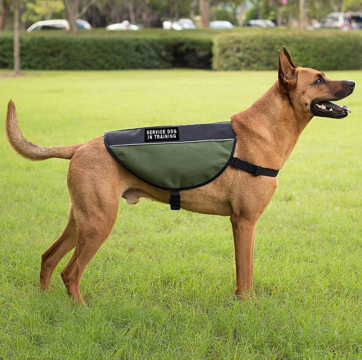 Service Dog Patch Mit Klett – Reflektierend, Set Von 2 Aufnähern Für Geschirr Oder Weste, „Do Not Pet“ Botschaft