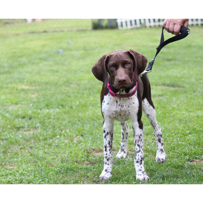 12 inch dog leash