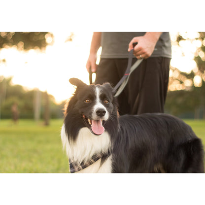 dog wearing two handle leash