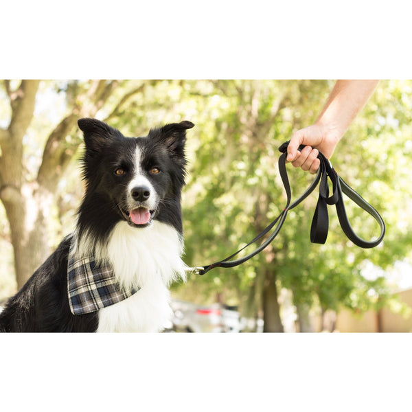 Dog leash 2024 with extra handle